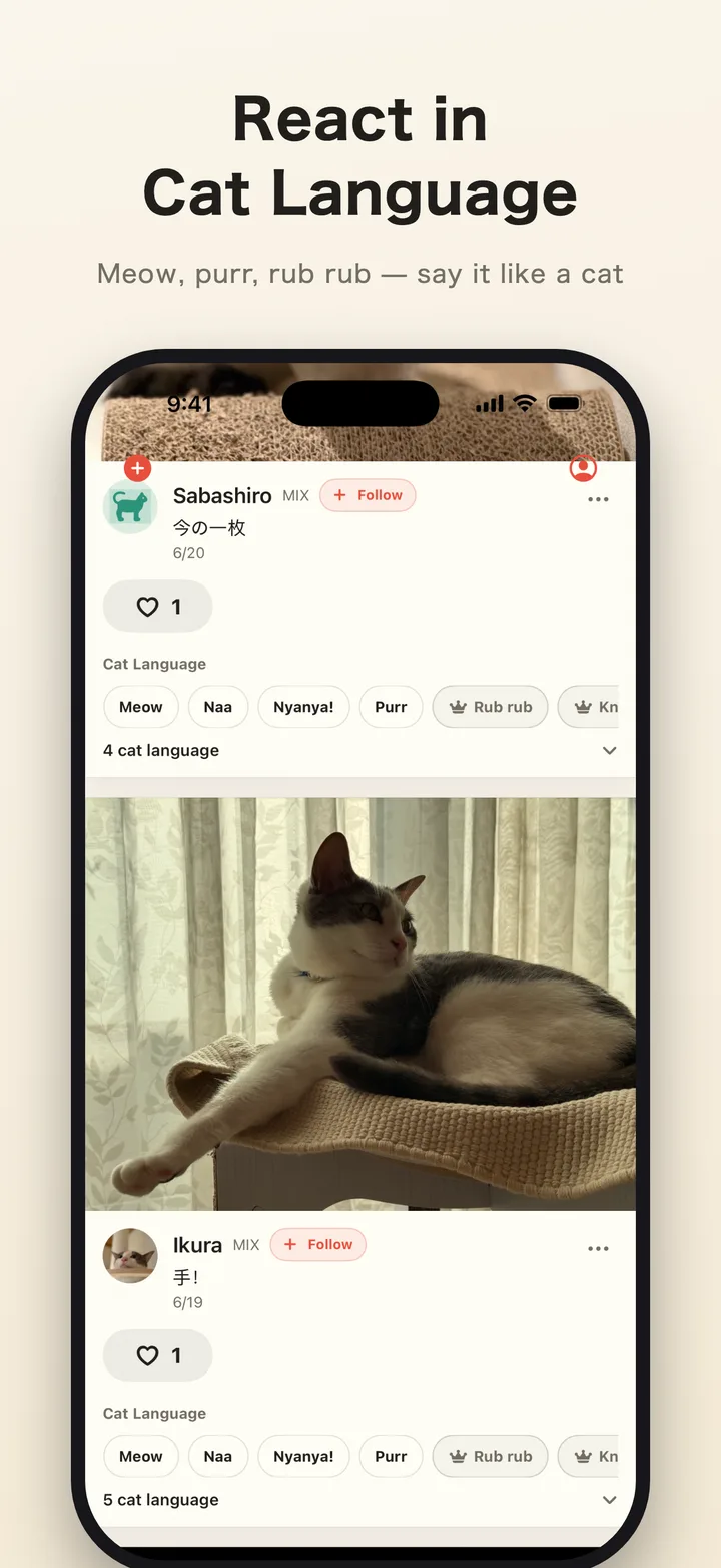Cat Language reactions screen